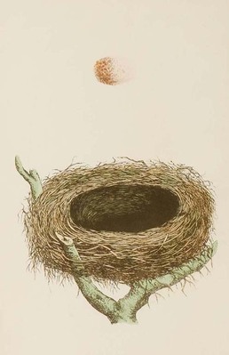 10933
<br/>
A natural history of the nests and eggs of British birds.
<br/>
<em></em>